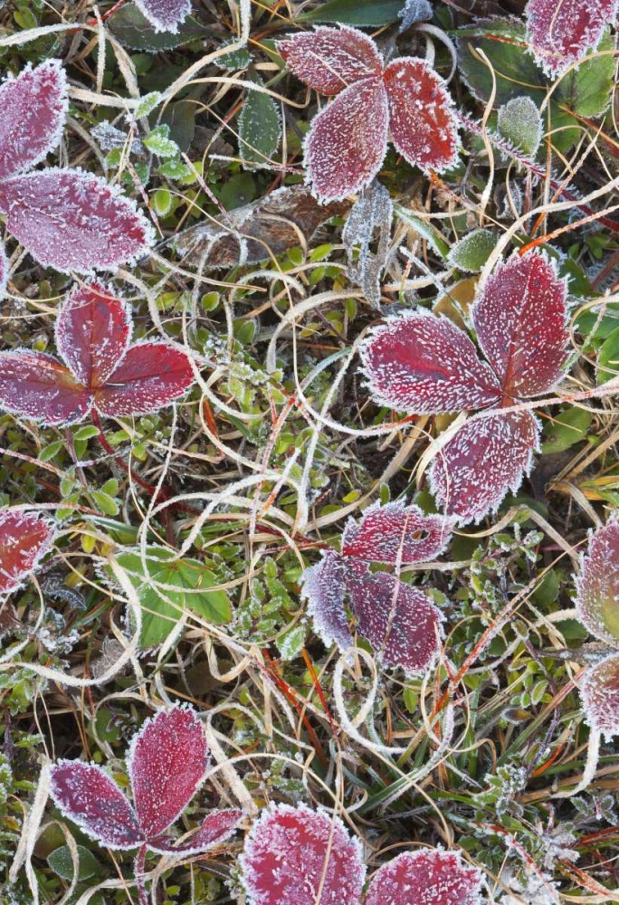 Canada, Quebec Frost-covered strawberry leaves